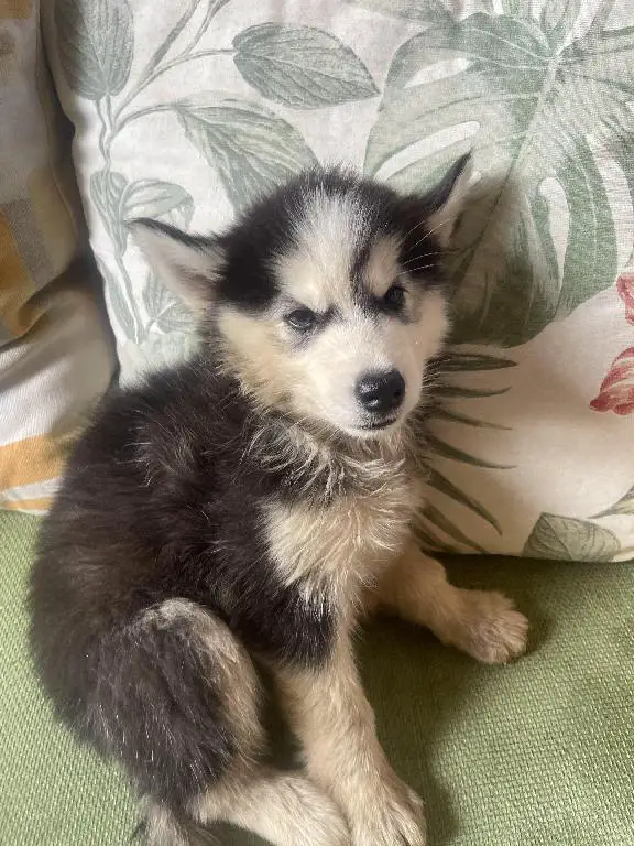 OFERTA!! Cachorros Husky Siberiano  Foto 7246906-4.jpg