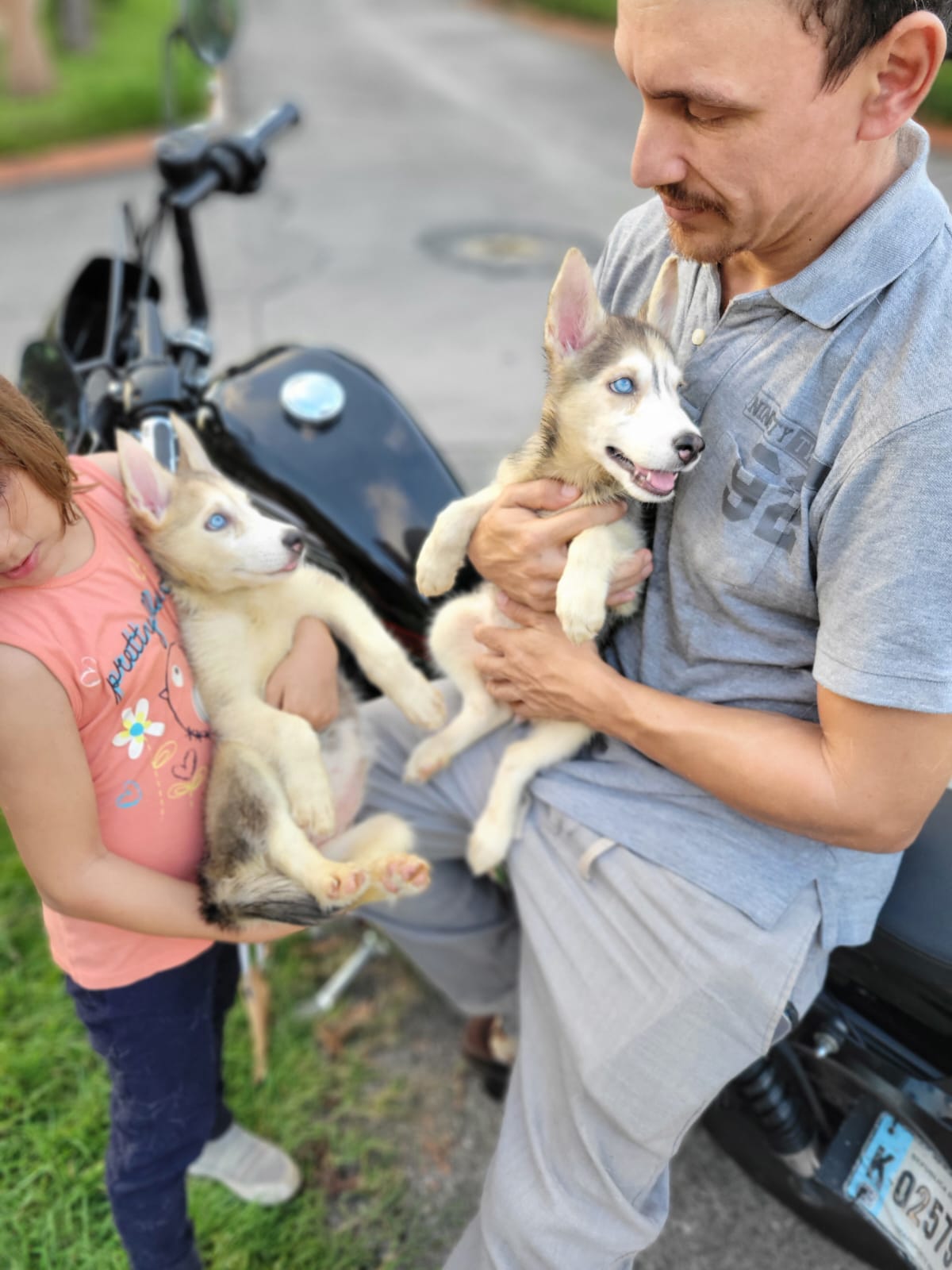 Cachorros Huskies Husky Siberiano puppies Foto 7247087-4.jpg