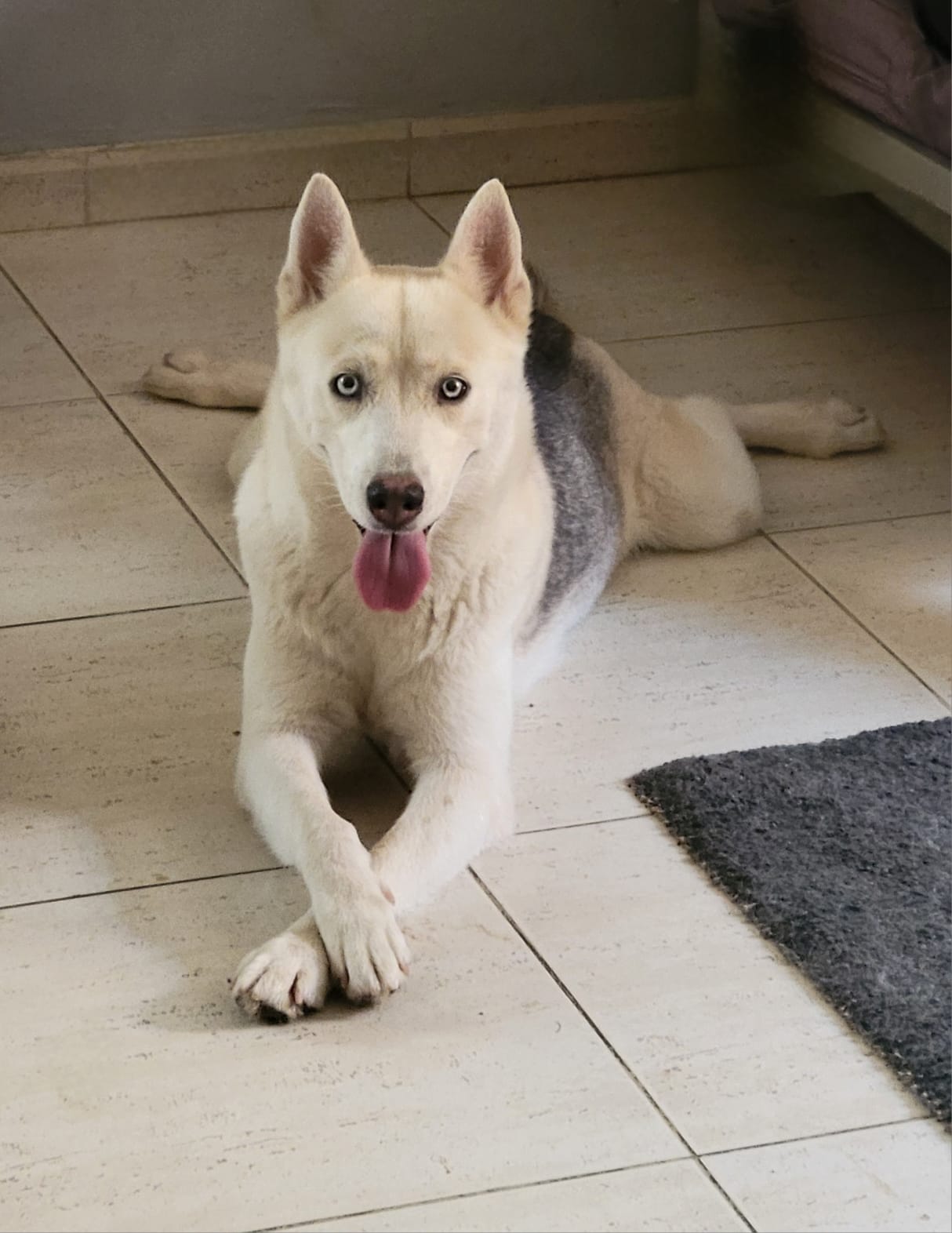 Cachorros Huskies Husky Siberiano puppies Foto 7247087-6.jpg