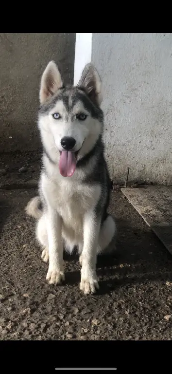 Se vende husky siberiano  Foto 7248144-1.jpg