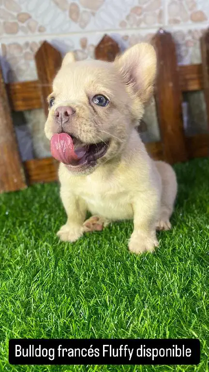 Bulldog francés hembra Fluffy  Foto 7248323-1.jpg