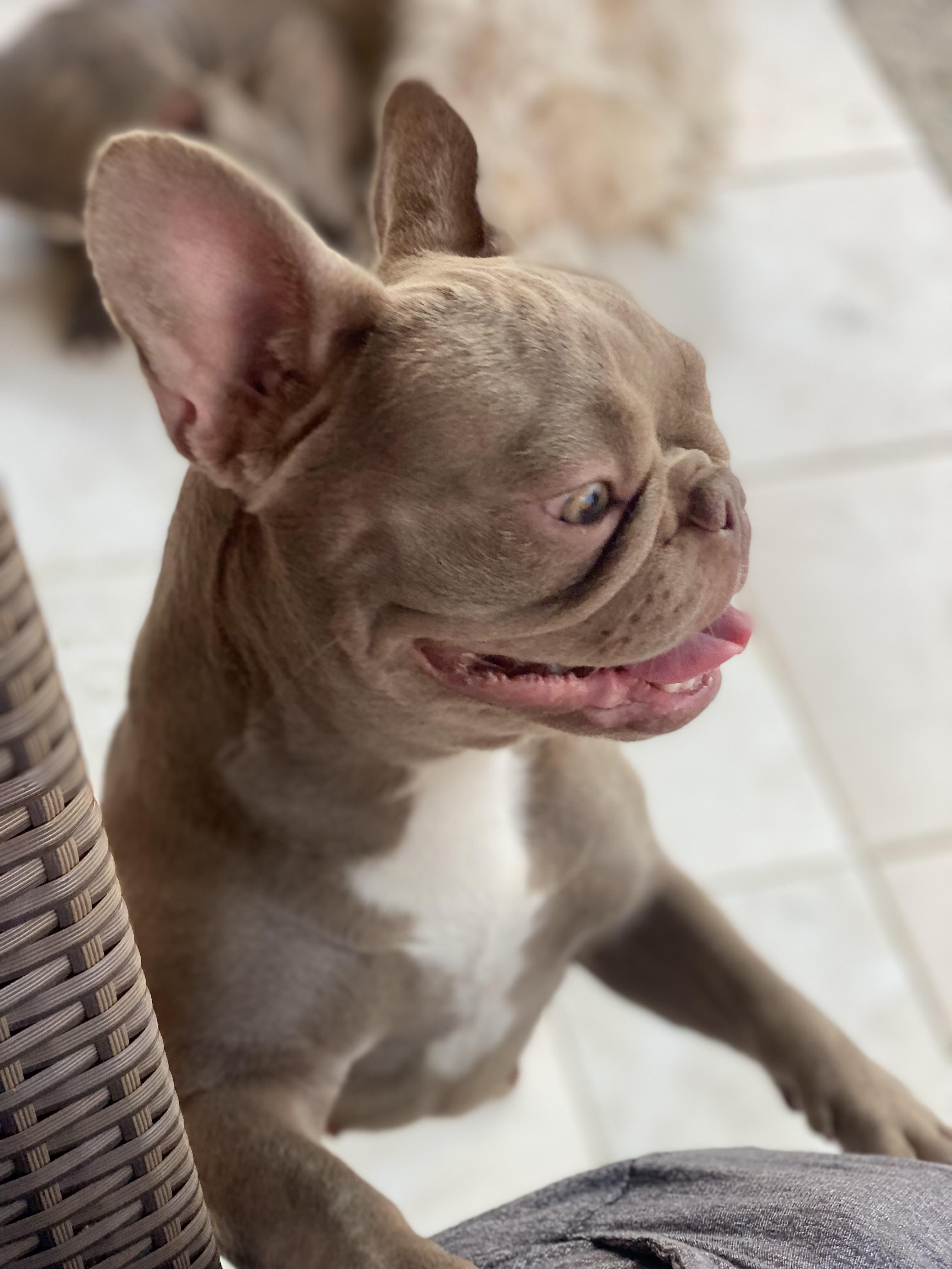 Bulldog francés Isabella hembra  Foto 7248325-2.jpg
