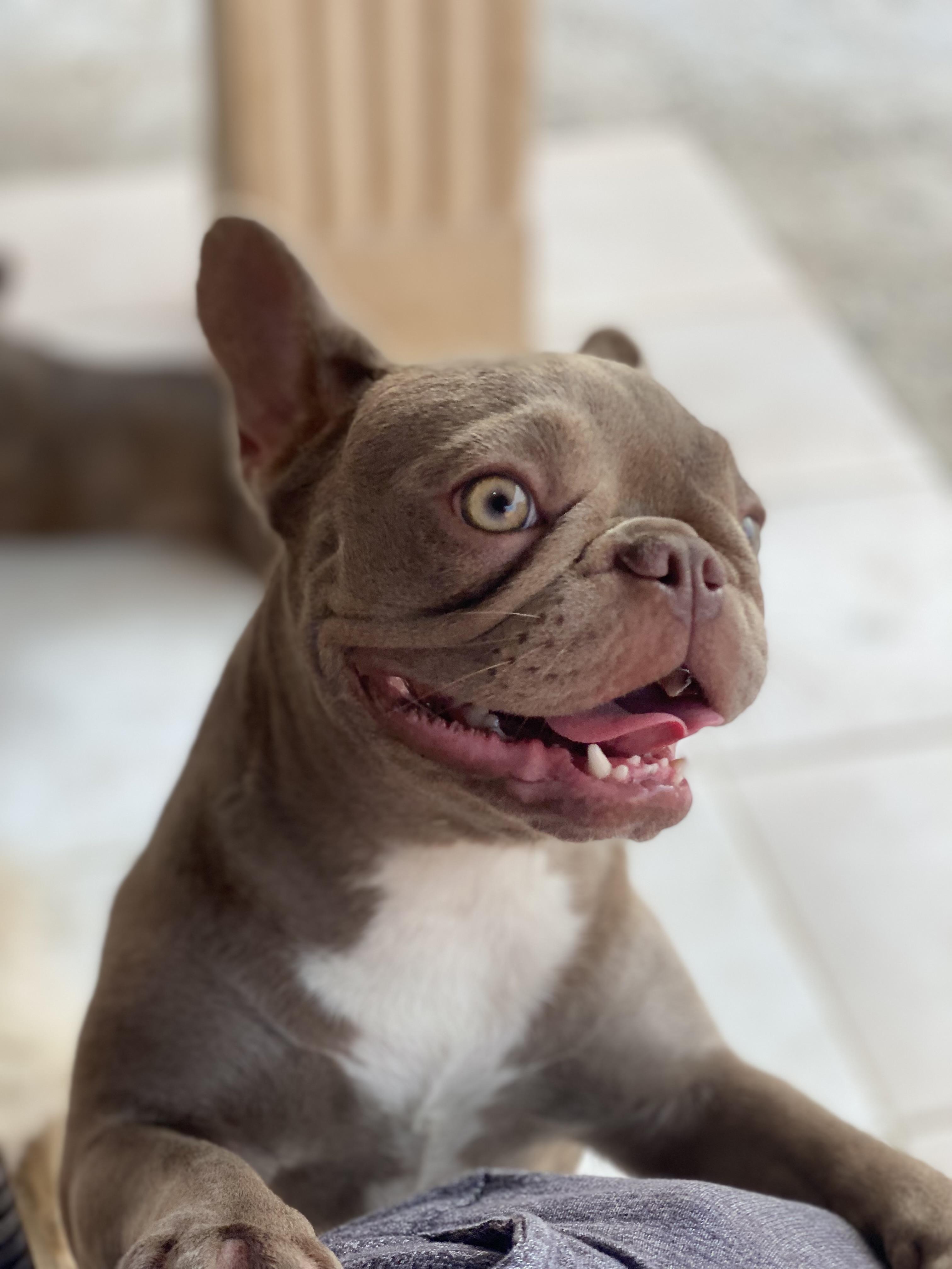 Bulldog francés Isabella hembra  Foto 7248325-3.jpg