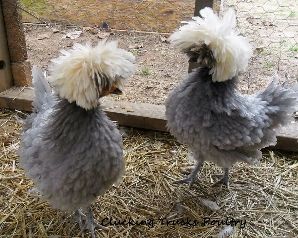 Pareja de de gallinas polacas grifas Foto 7248913-1.jpg