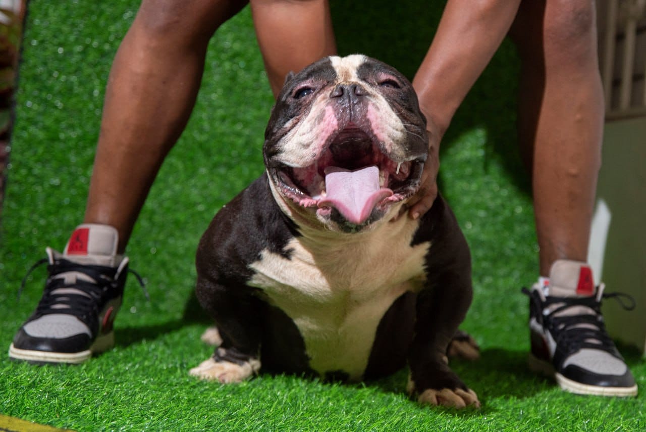 American Bully  en Santo Domingo Norte Foto 7249899-1.jpg