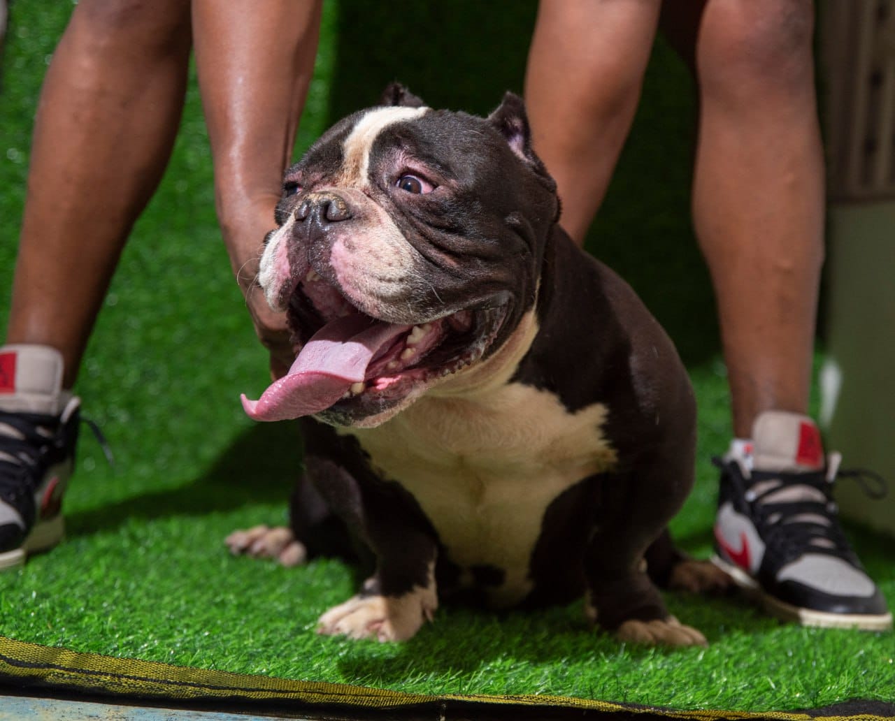 American Bully  en Santo Domingo Norte Foto 7249899-2.jpg