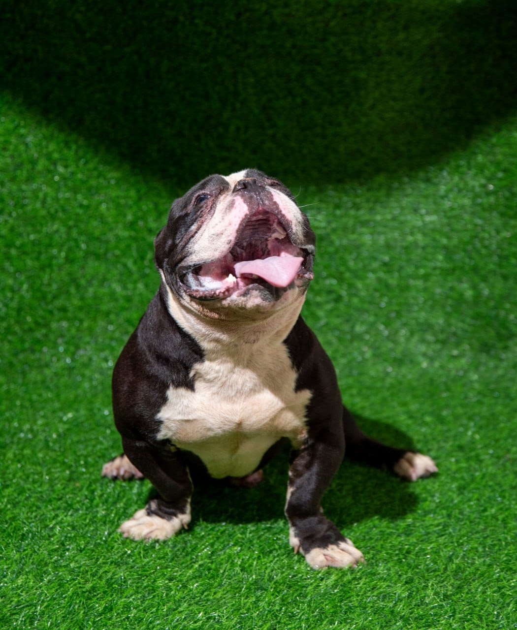 American Bully  en Santo Domingo Norte Foto 7249899-3.jpg
