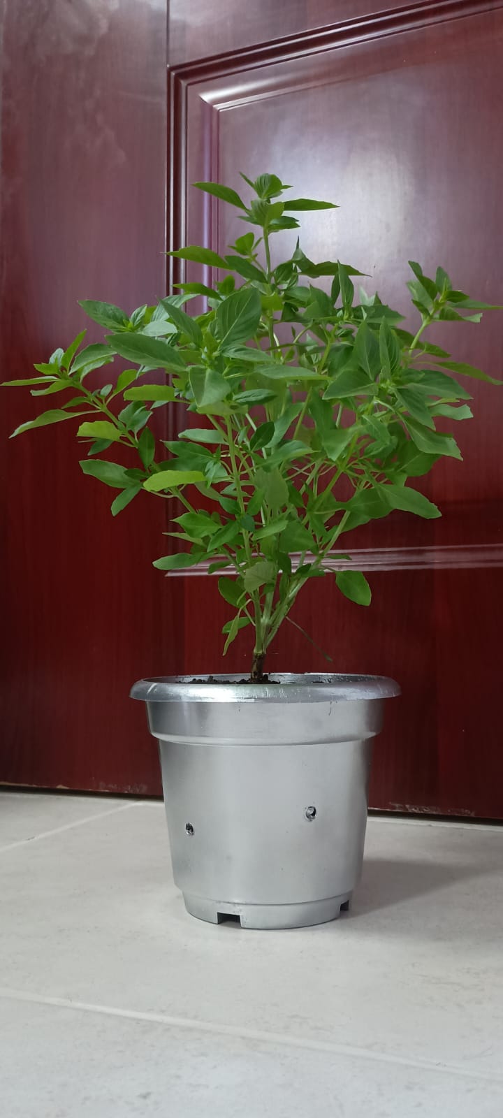Plantas de albahaca  en Santo Domingo Norte Foto 7250150-1.jpg