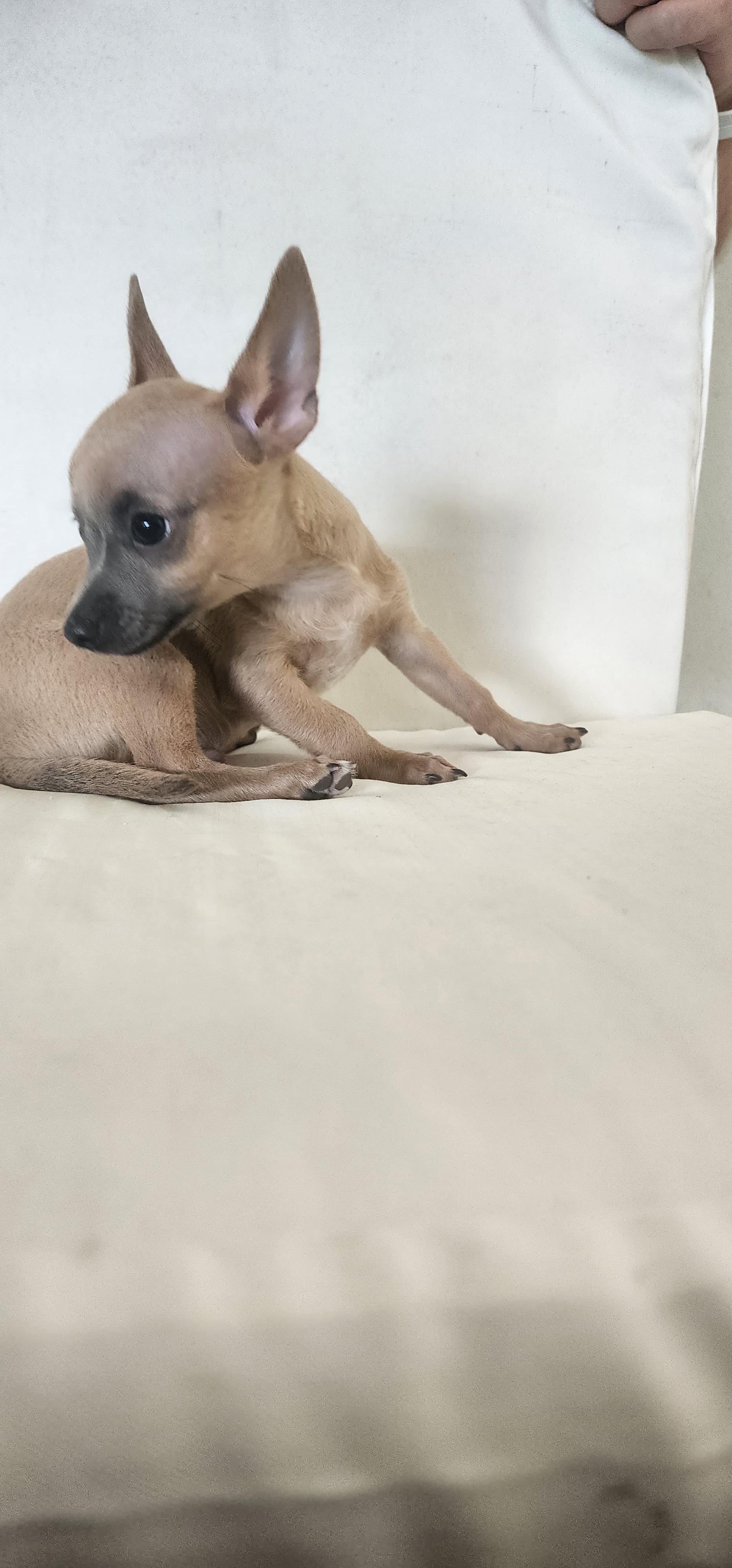 Chihuahuas Deer Head Foto 7250384-7.jpg