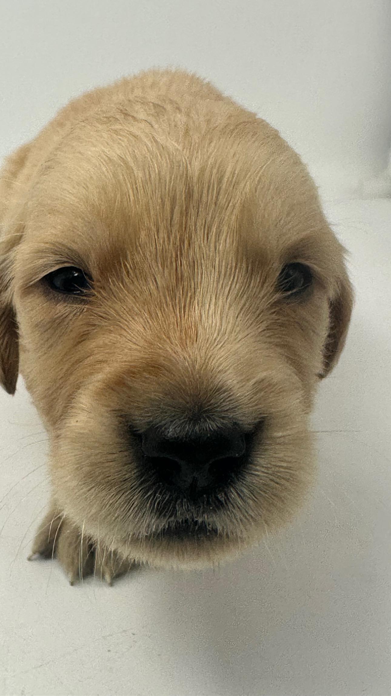 Golden Retriever cachorros  Foto 7252013-2.jpg
