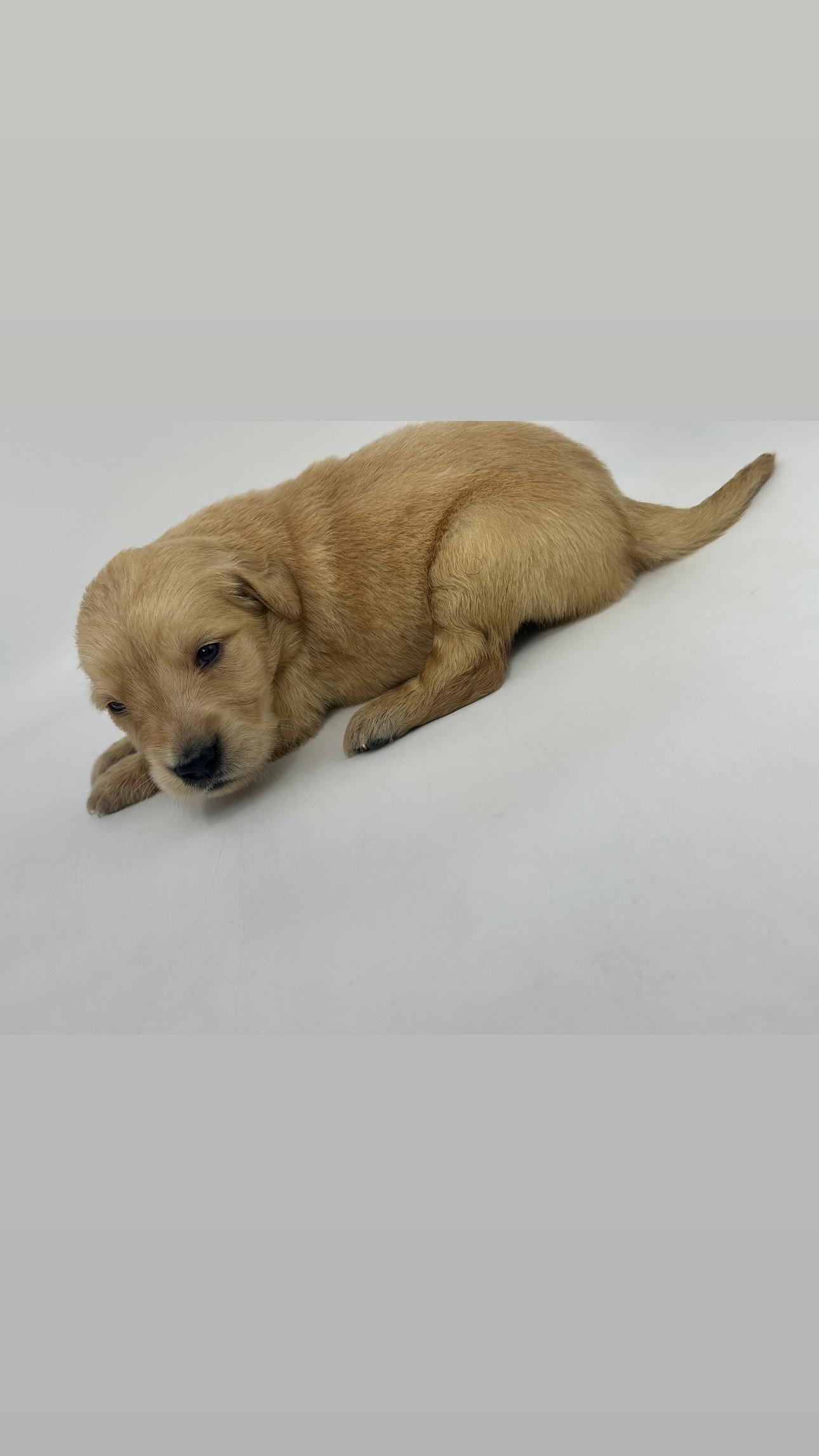 Golden Retriever cachorros  Foto 7252013-3.jpg