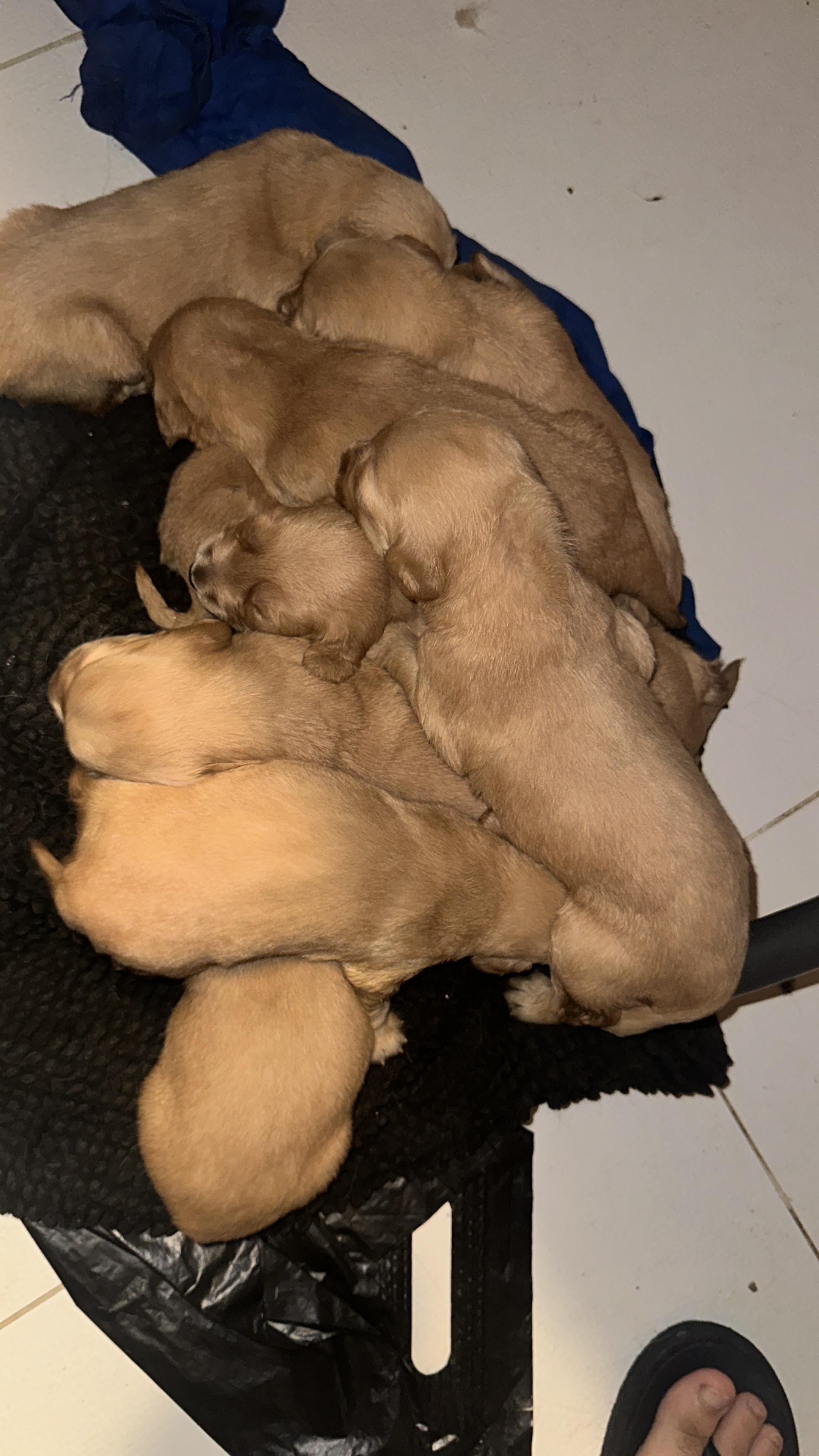 Golden Retriever cachorros  Foto 7252013-5.jpg