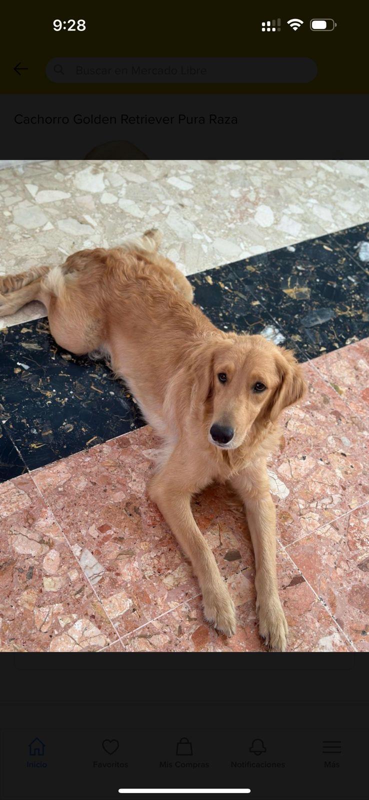 Golden Retriever cachorros  Foto 7252013-7.jpg