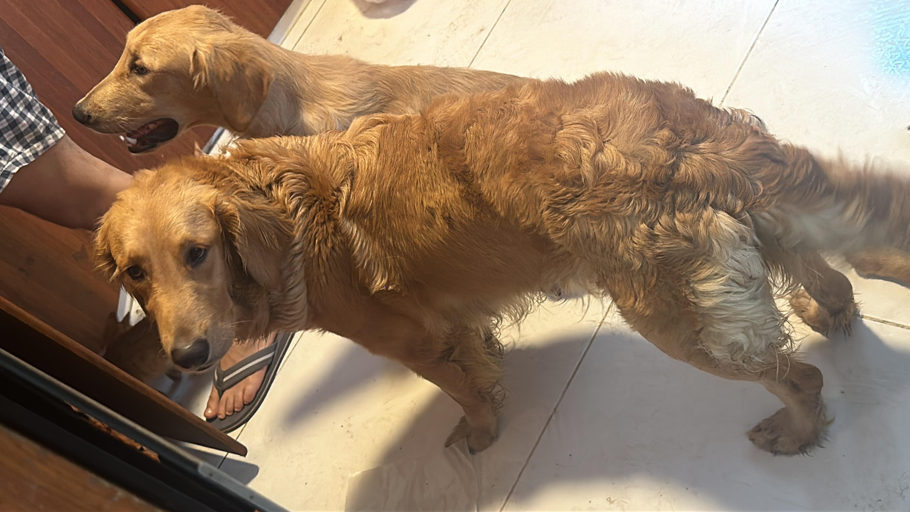 Golden Retriever cachorros  Foto 7252013-8.jpg