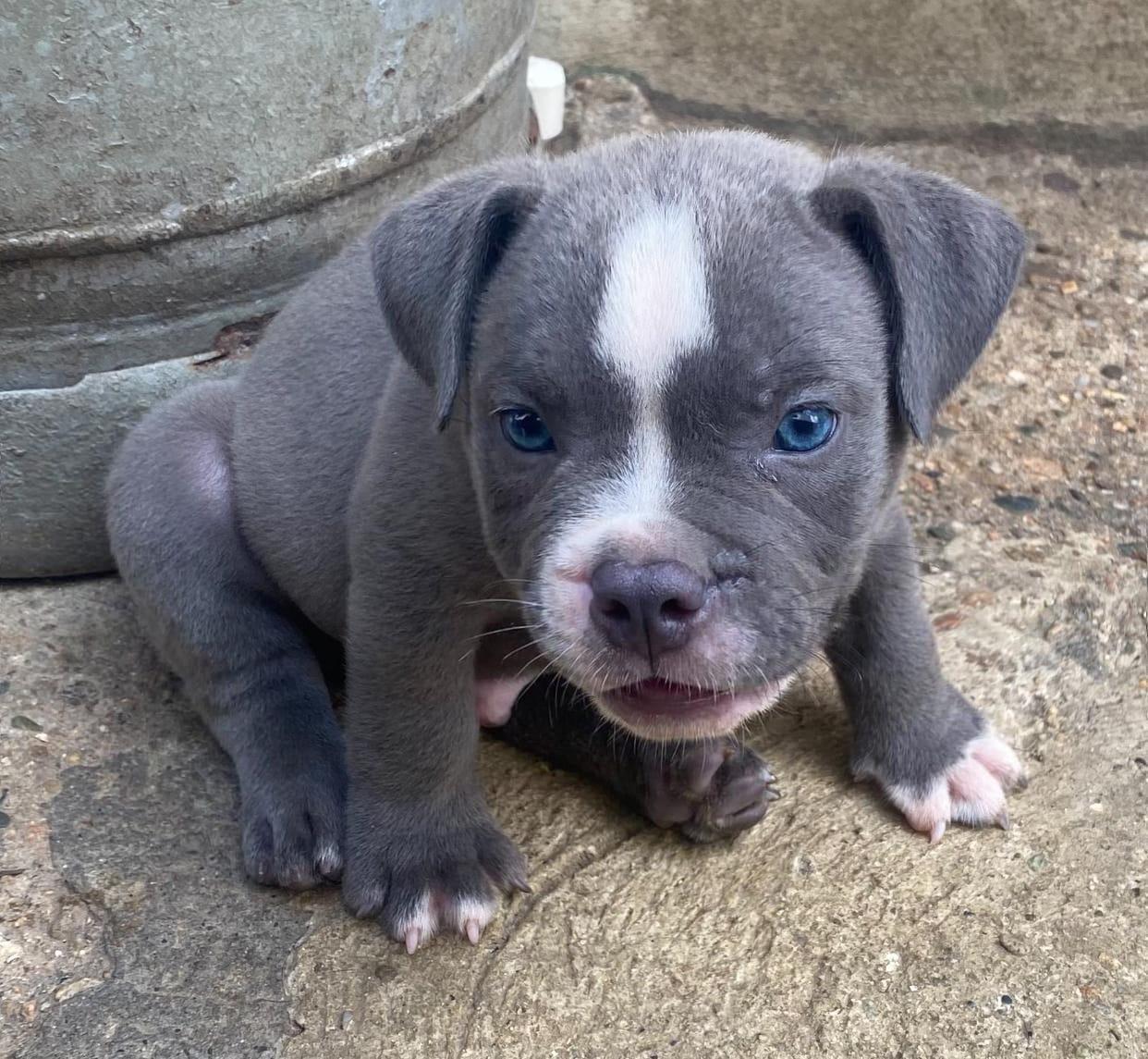 American Bully Machos  Foto 7252085-2.jpg