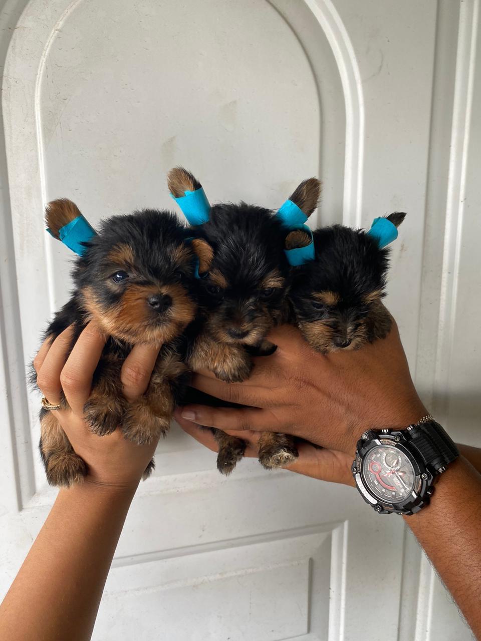 Yorkie mini ambos sexos  Foto 7253070-5.jpg