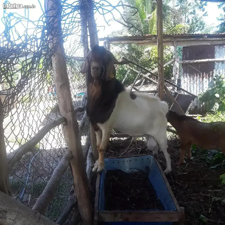 Vendo finca de 530 tareas con cacao y es ganadera tambien Foto 7253123-3.jpg