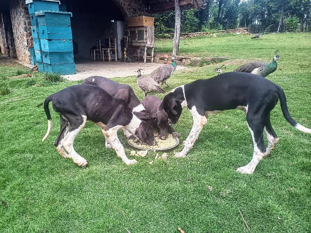 Cachorros Grandanés en Dajabón Foto 7253158-1.jpg