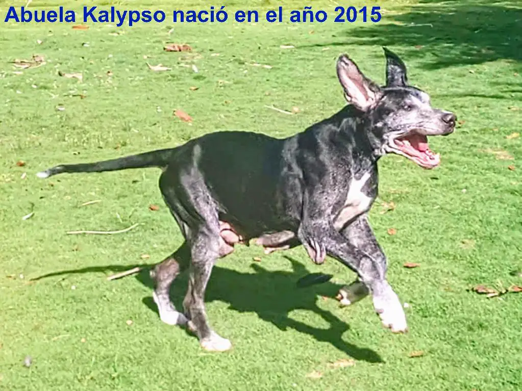 Cachorros Grandanés en Dajabón Foto 7253158-2.jpg