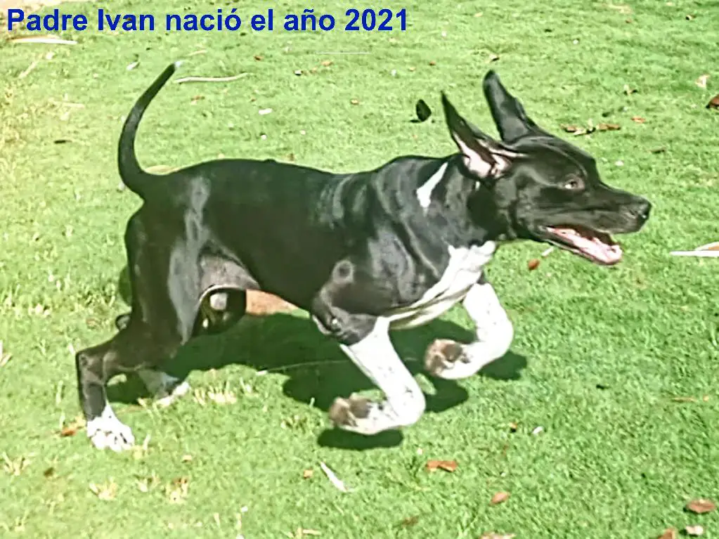 Cachorros Grandanés en Dajabón Foto 7253158-3.jpg