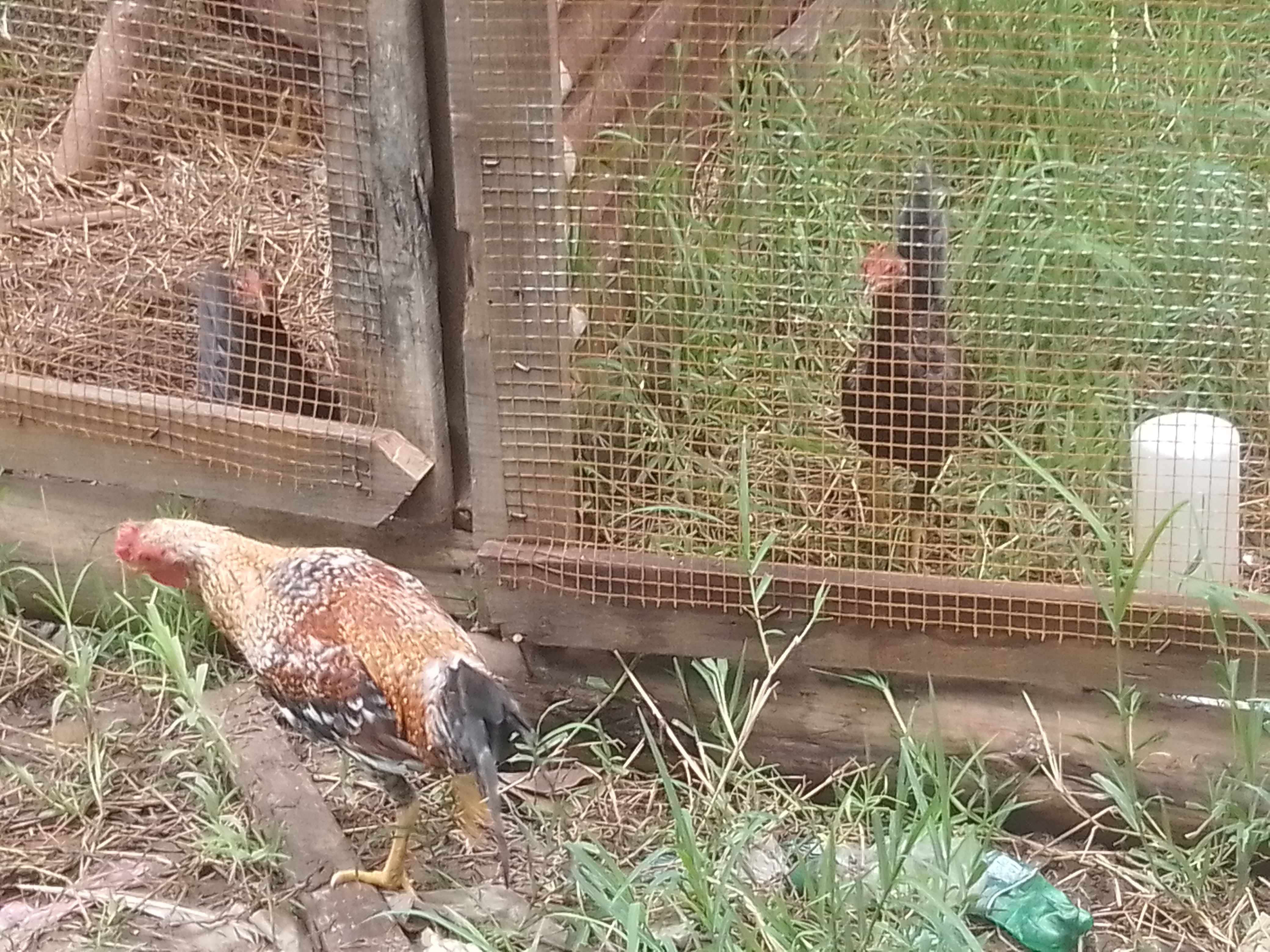 Gallos de pelea Foto 7253378-3.jpg