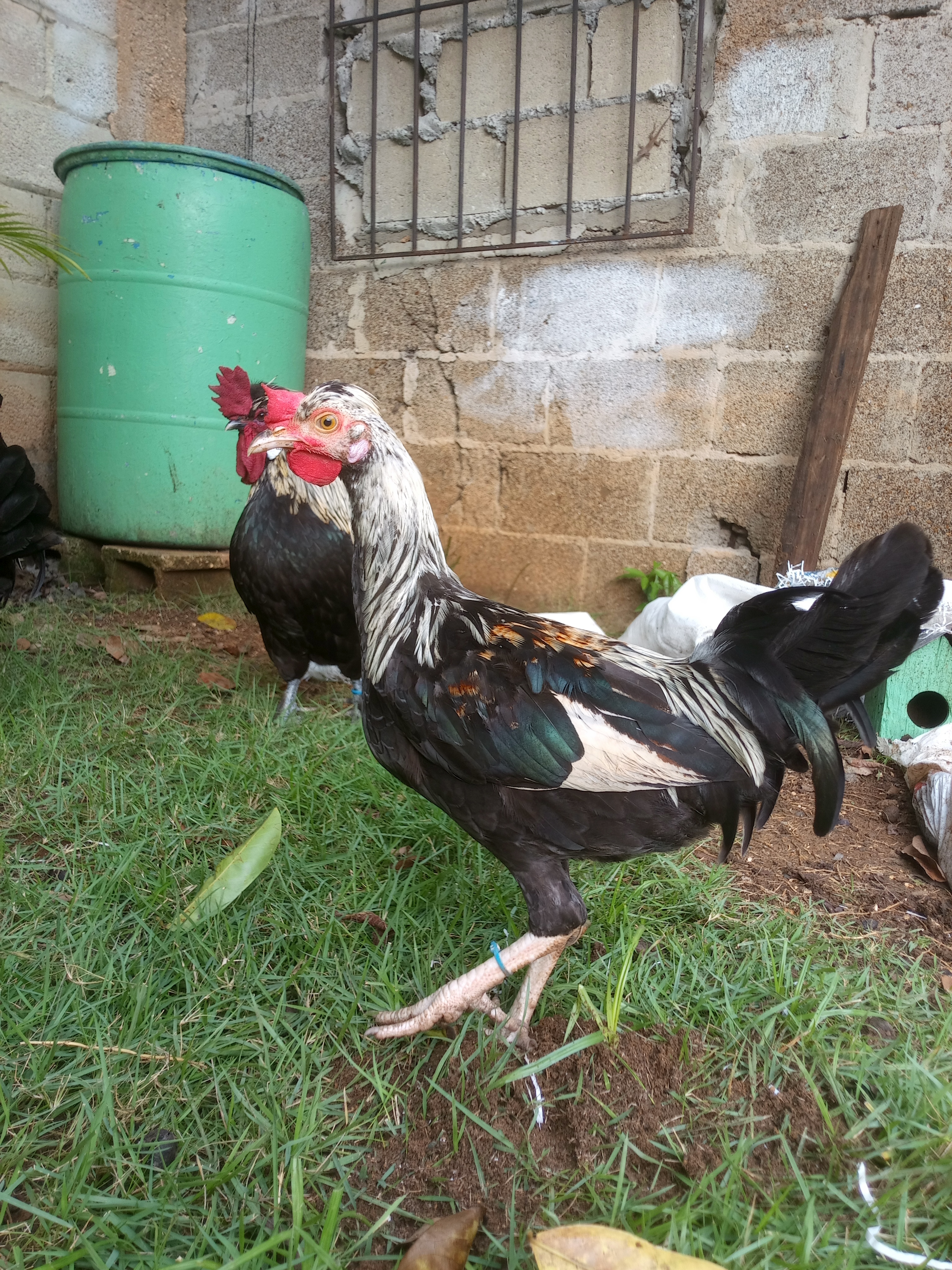 Gallos finos con Sedosa de Japón de 4 meses en La Romana Foto 7253725-2.jpg