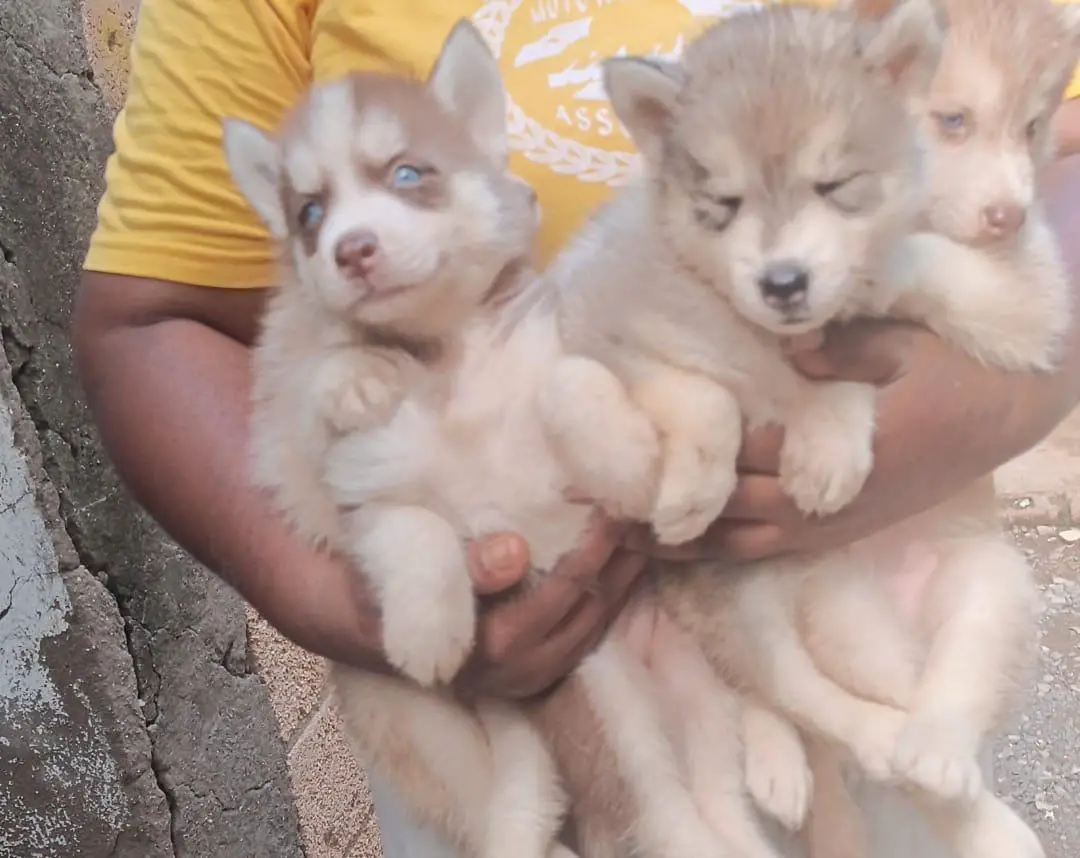 Husky siberiano ambos sexos  Foto 7254102-1.jpg