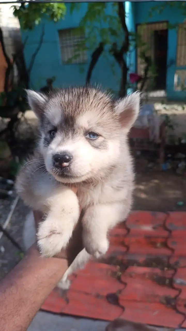 Husky siberiano ambos sexos  Foto 7254102-3.jpg