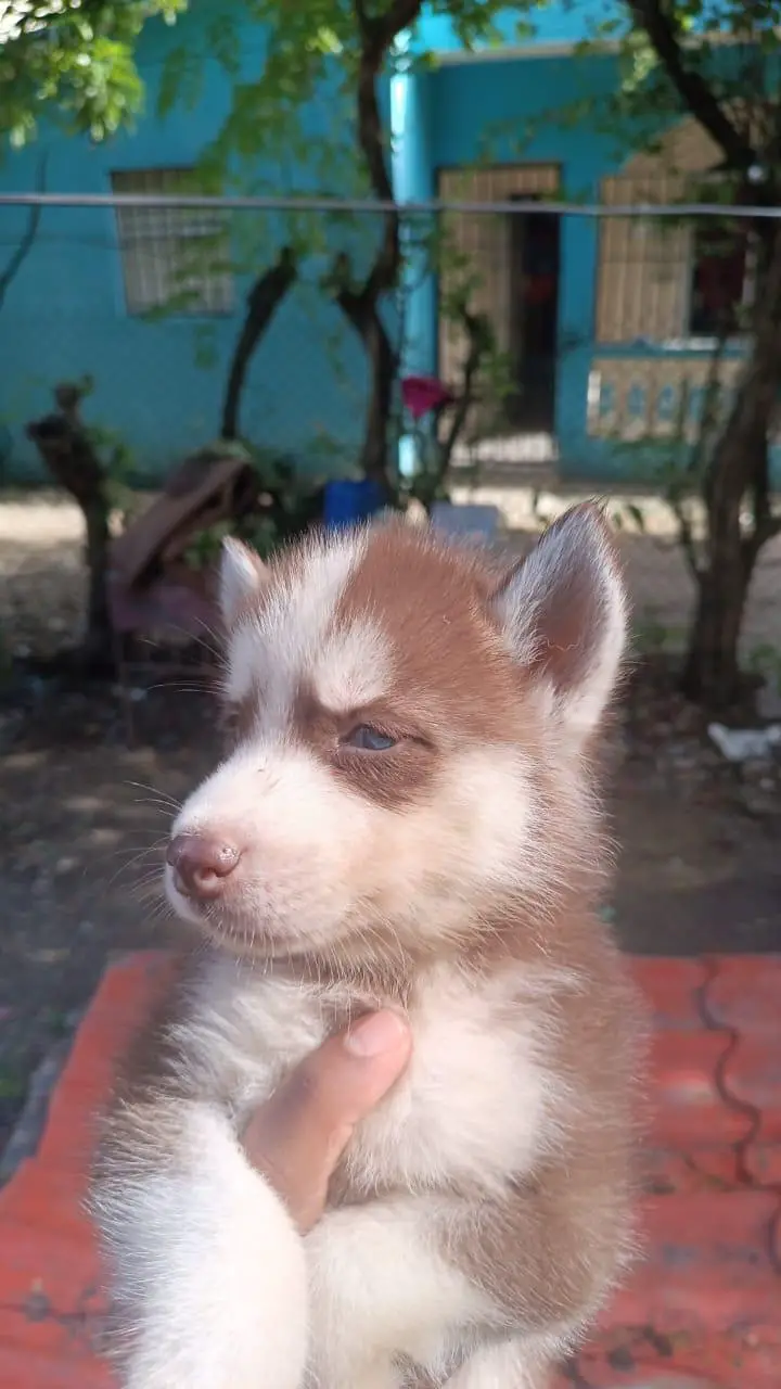 Husky siberiano ambos sexos  Foto 7254102-4.jpg