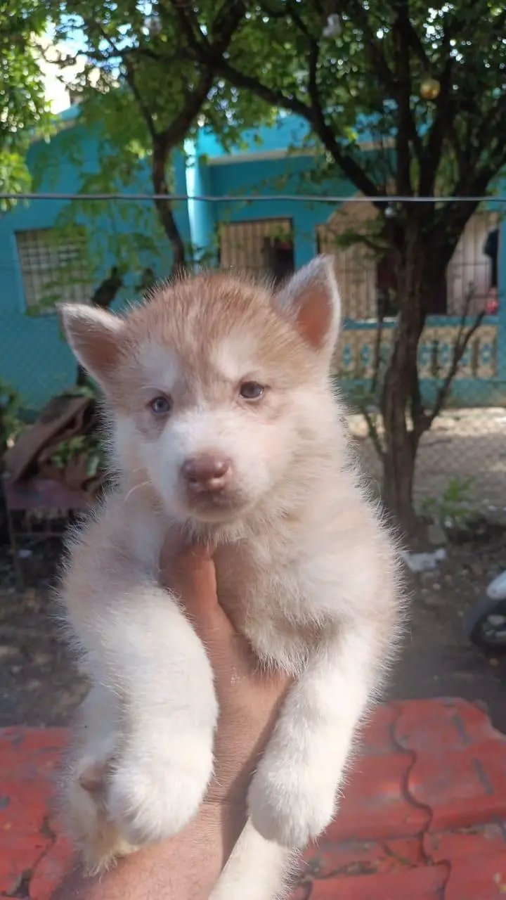 Husky siberiano ambos sexos  Foto 7254102-5.jpg