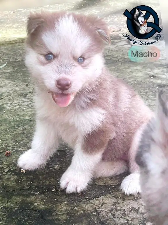 Husky siberiano macho  Foto 7254246-1.jpg