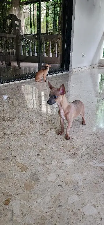 Chihuahuas Desparasitados y Vacunados Foto 7255026-2.jpg