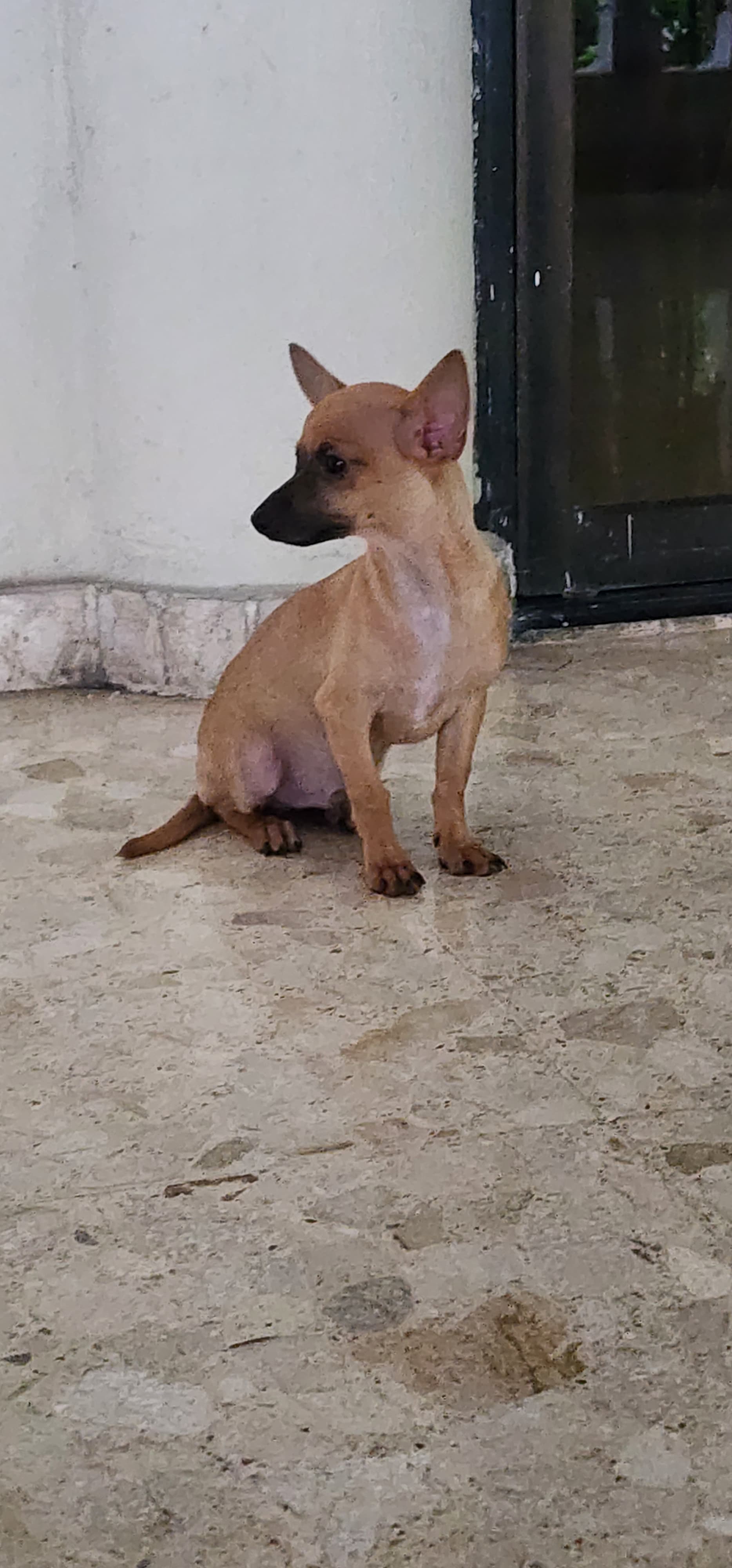 Chihuahuas Desparasitados y Vacunados Foto 7255026-3.jpg