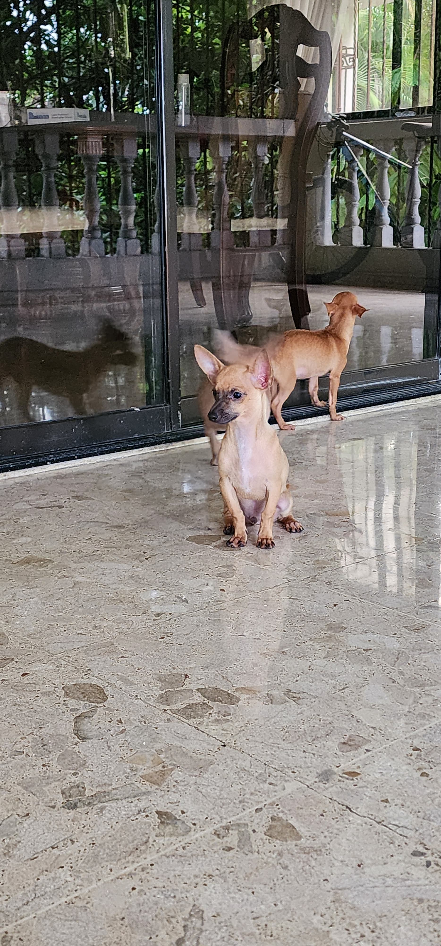 Chihuahuas Desparasitados y Vacunados Foto 7255026-4.jpg