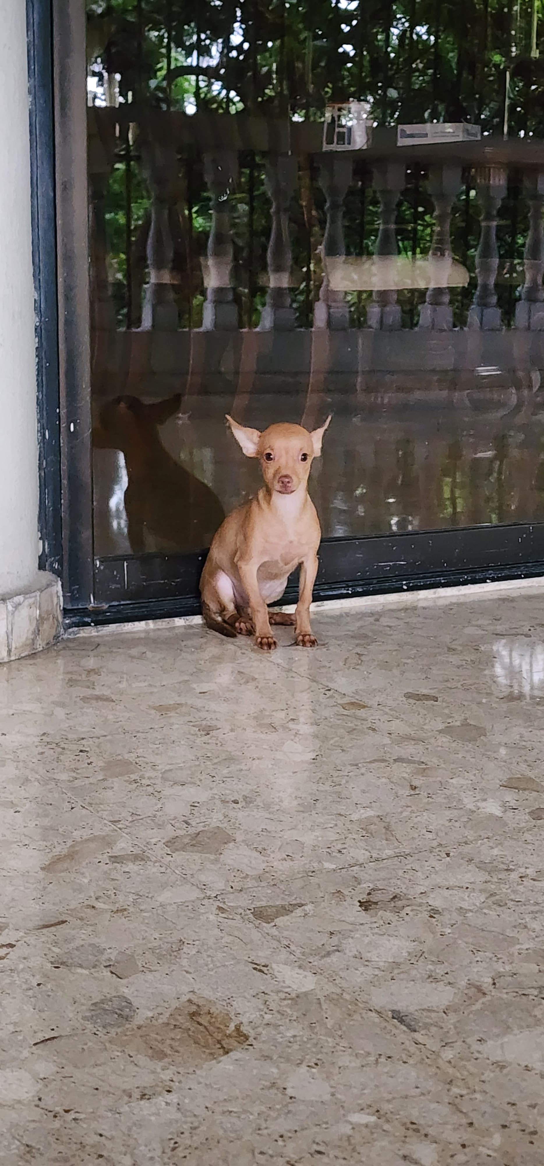Chihuahuas Desparasitados y Vacunados Foto 7255026-5.jpg