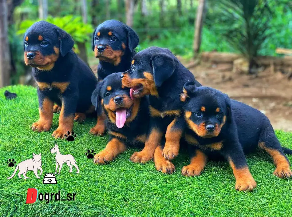 Rottweiler Con Pedigree Ambos Sexos  Foto 7255192-1.jpg