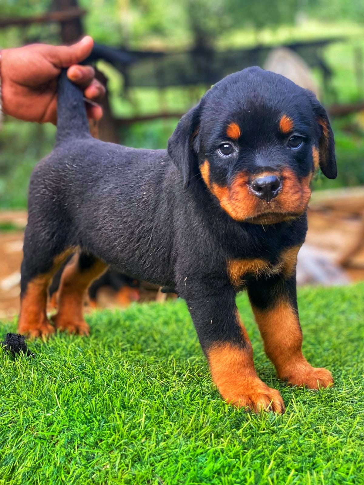 Rottweiler Con Pedigree Ambos Sexos  Foto 7255192-2.jpg