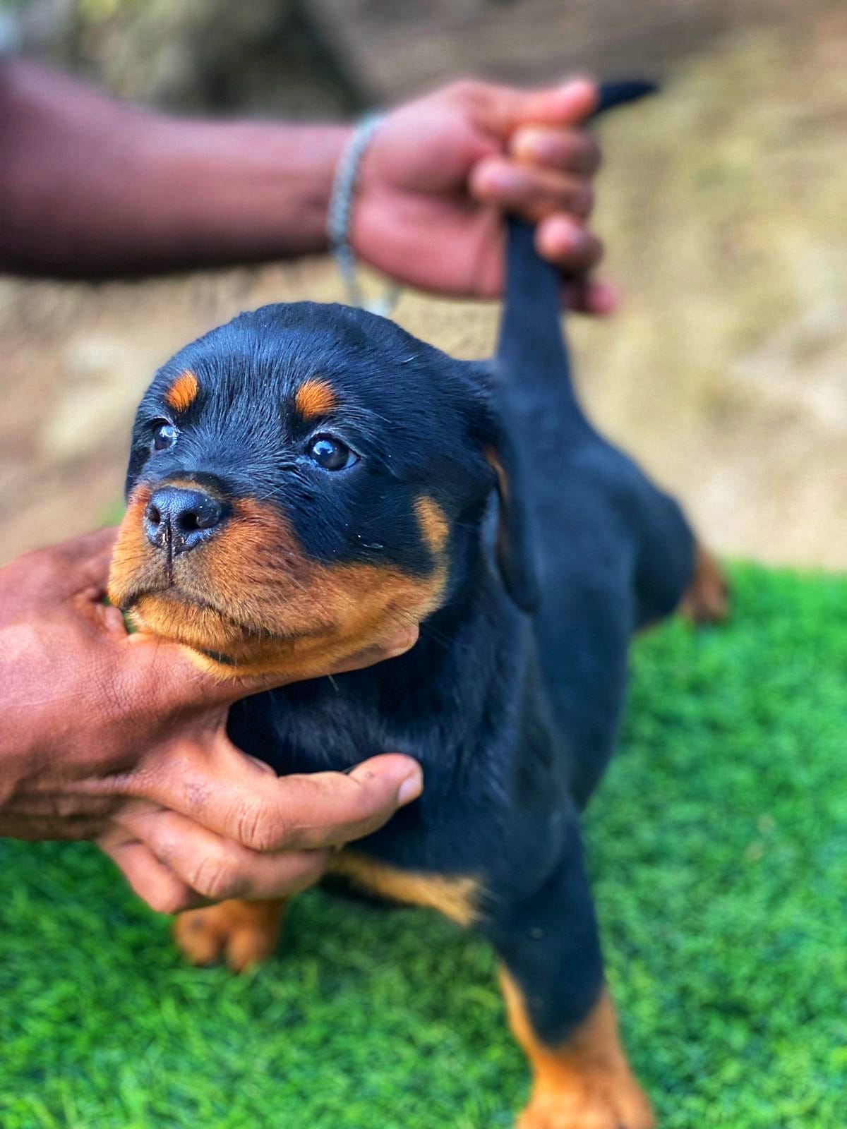 Rottweiler Con Pedigree Ambos Sexos  Foto 7255192-3.jpg