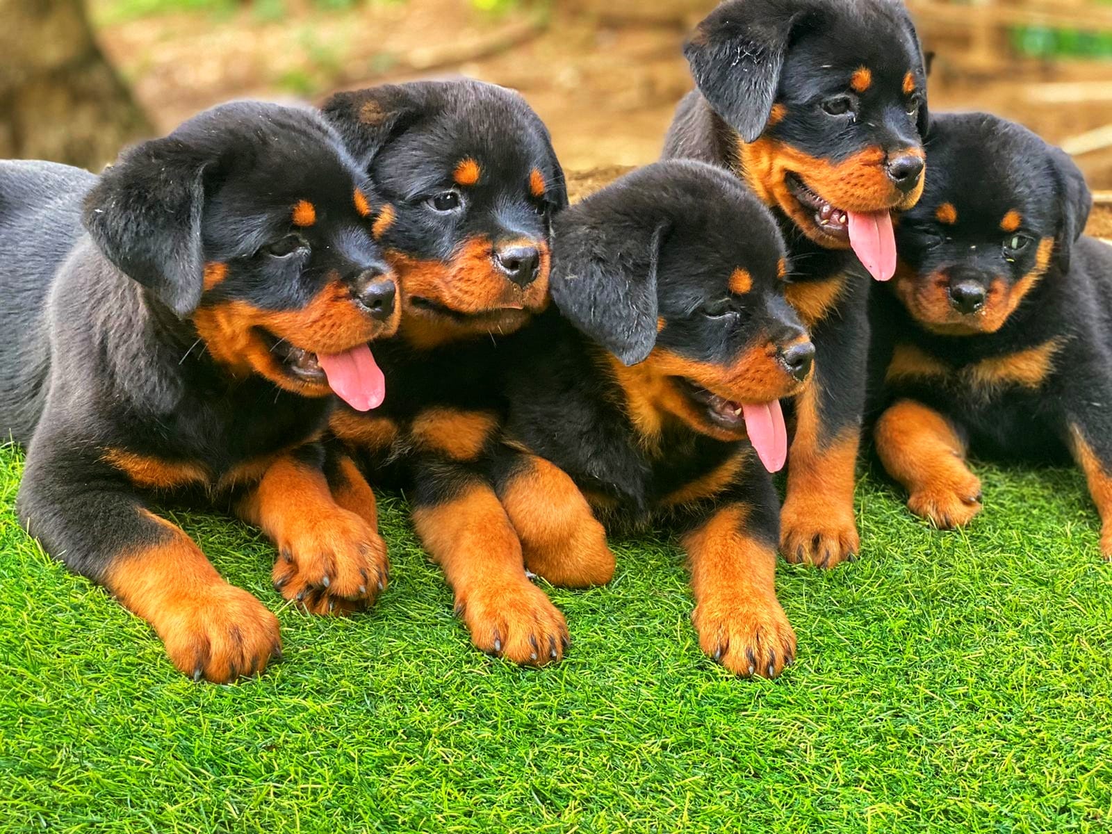 Rottweiler Con Pedigree Ambos Sexos  Foto 7255192-4.jpg