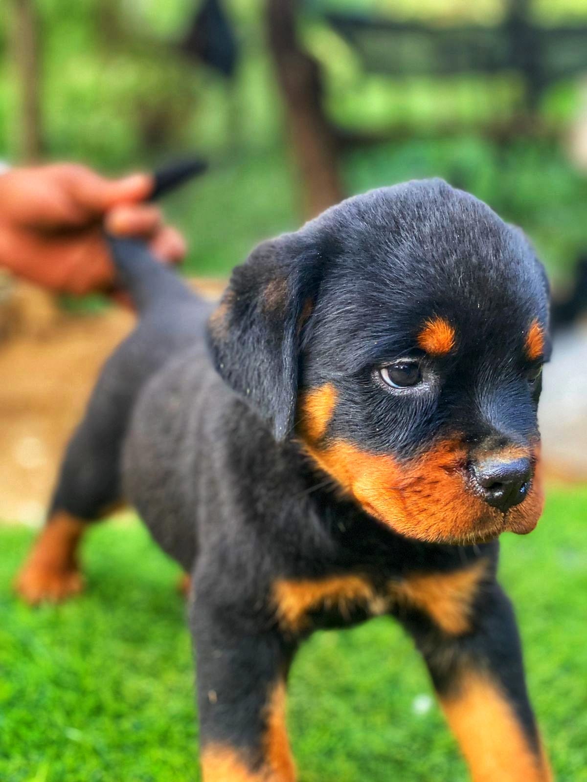 Rottweiler Con Pedigree Ambos Sexos  Foto 7255192-5.jpg
