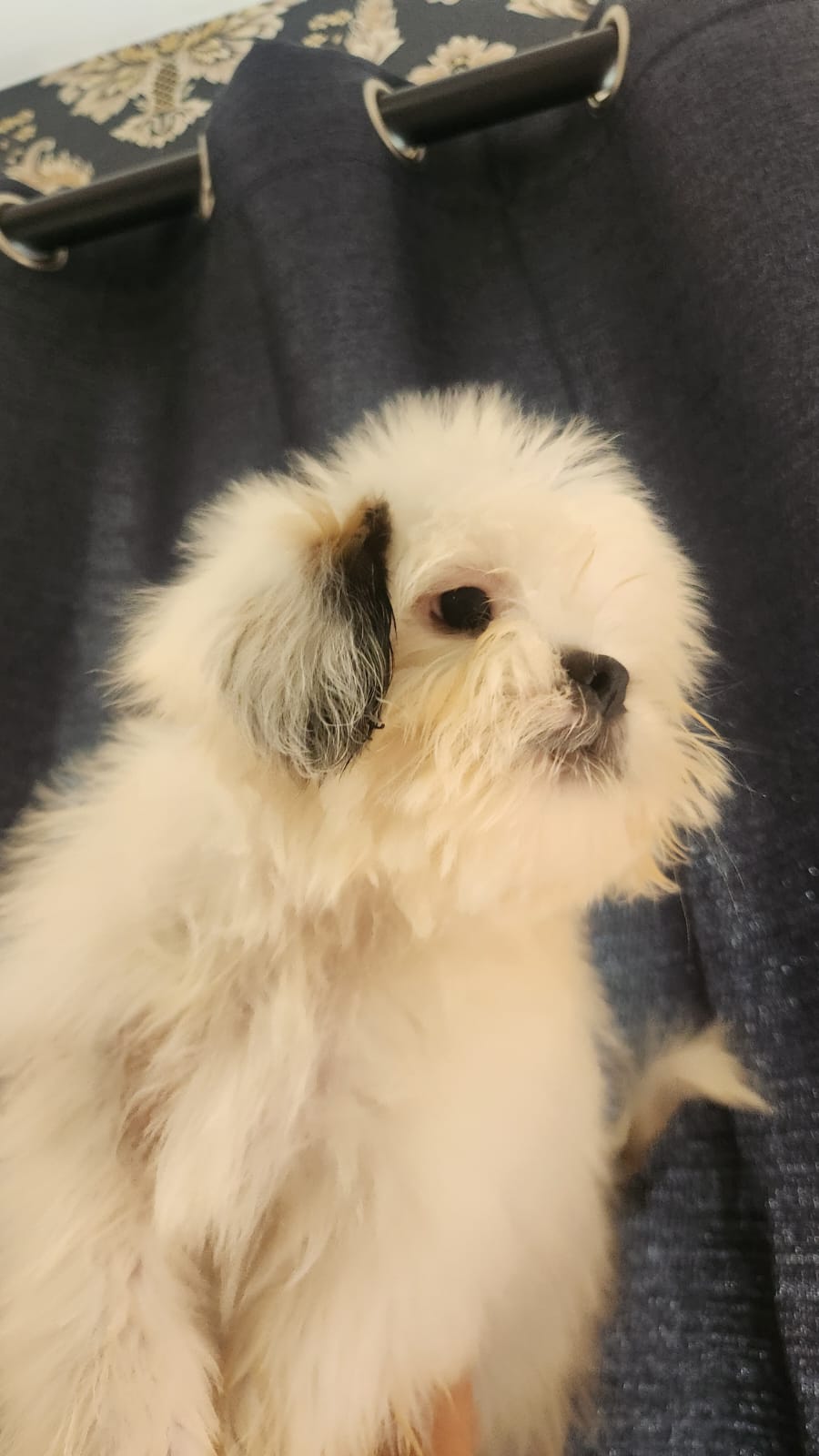Cachoro Shih-Poo Foto 7255233-3.jpg