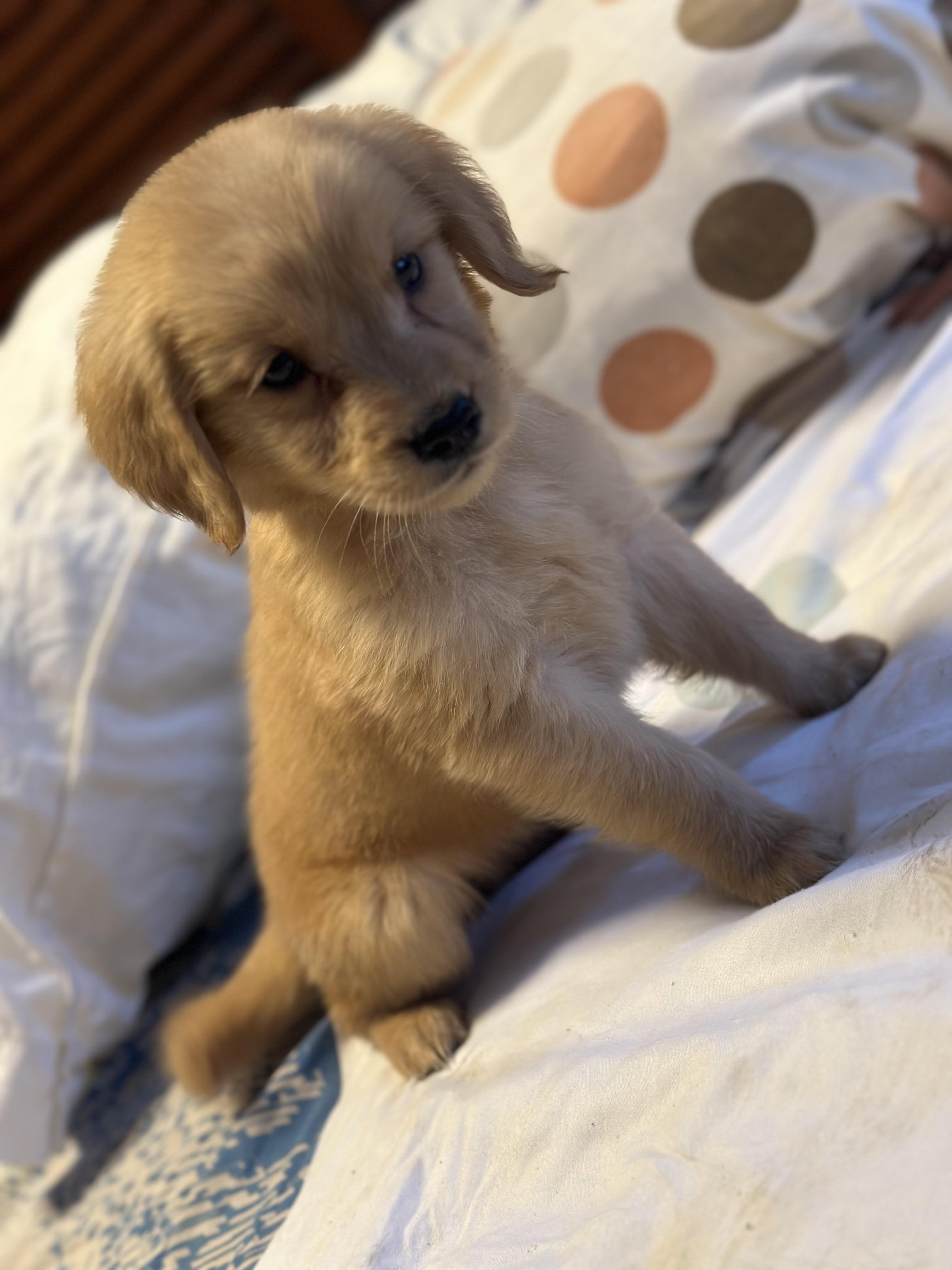 GOLDEN RETRIEVER CACHORRO  en Santo Domingo DN Foto 7255234-3.jpg