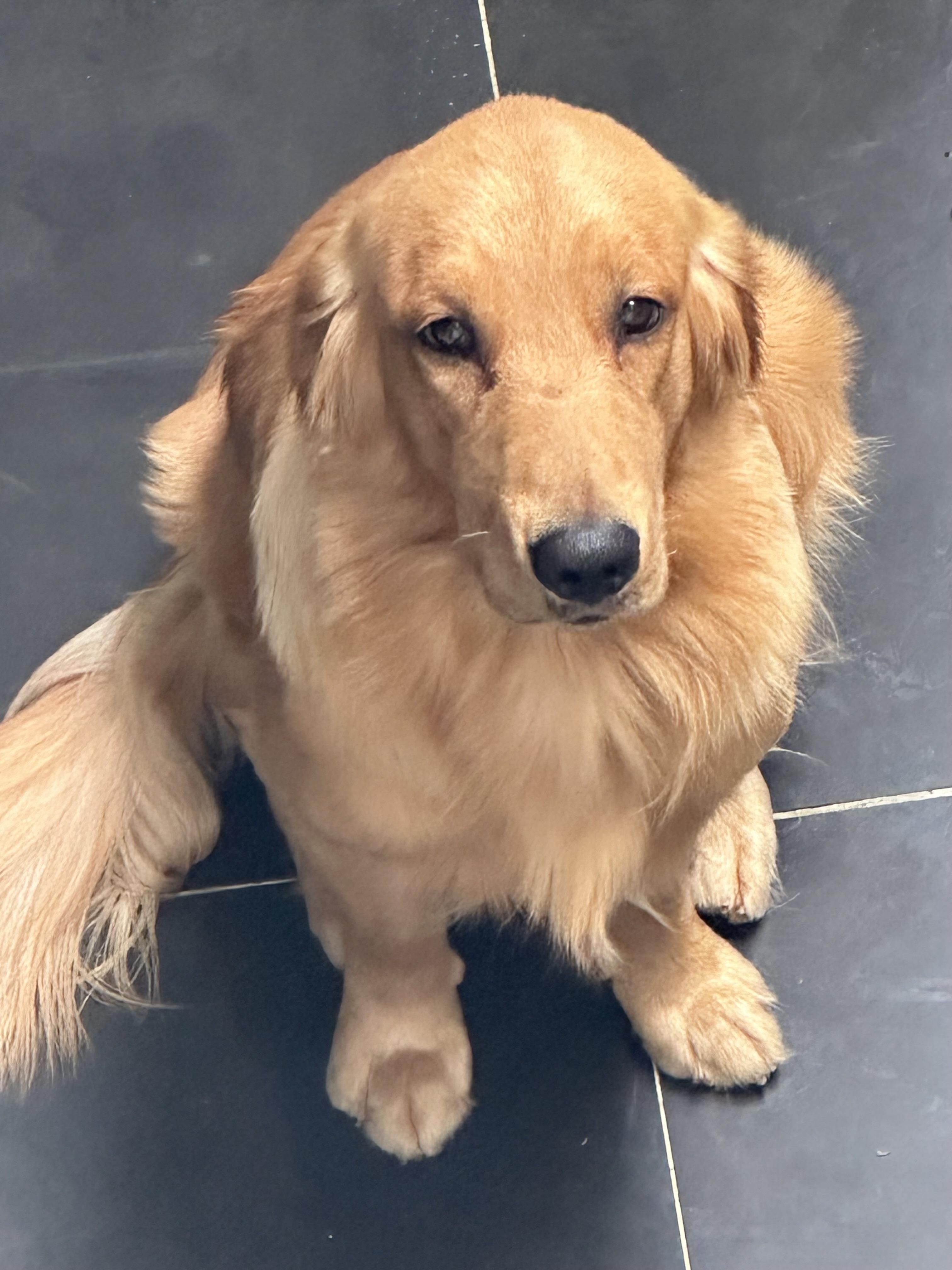 GOLDEN RETRIEVER CACHORRO  en Santo Domingo DN Foto 7255234-5.jpg