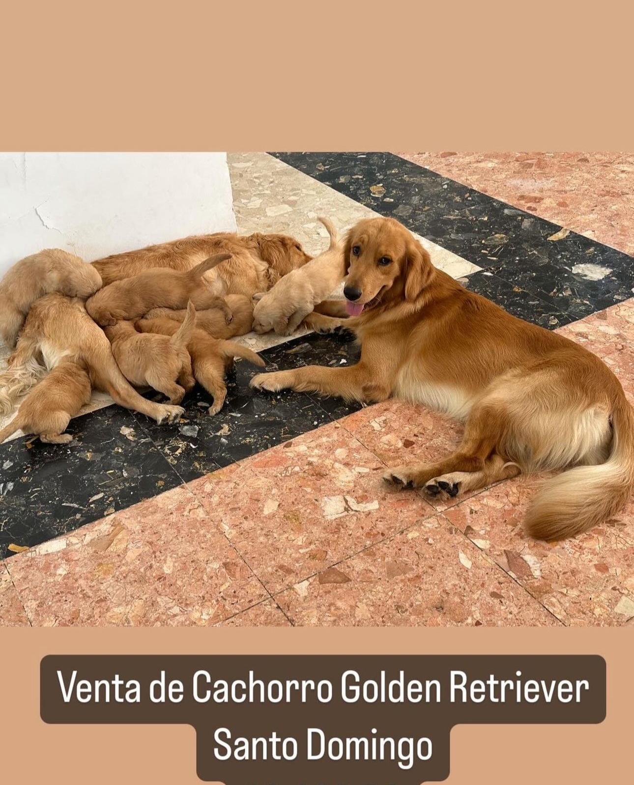 GOLDEN RETRIEVER CACHORRO  en Santo Domingo DN Foto 7255234-6.jpg