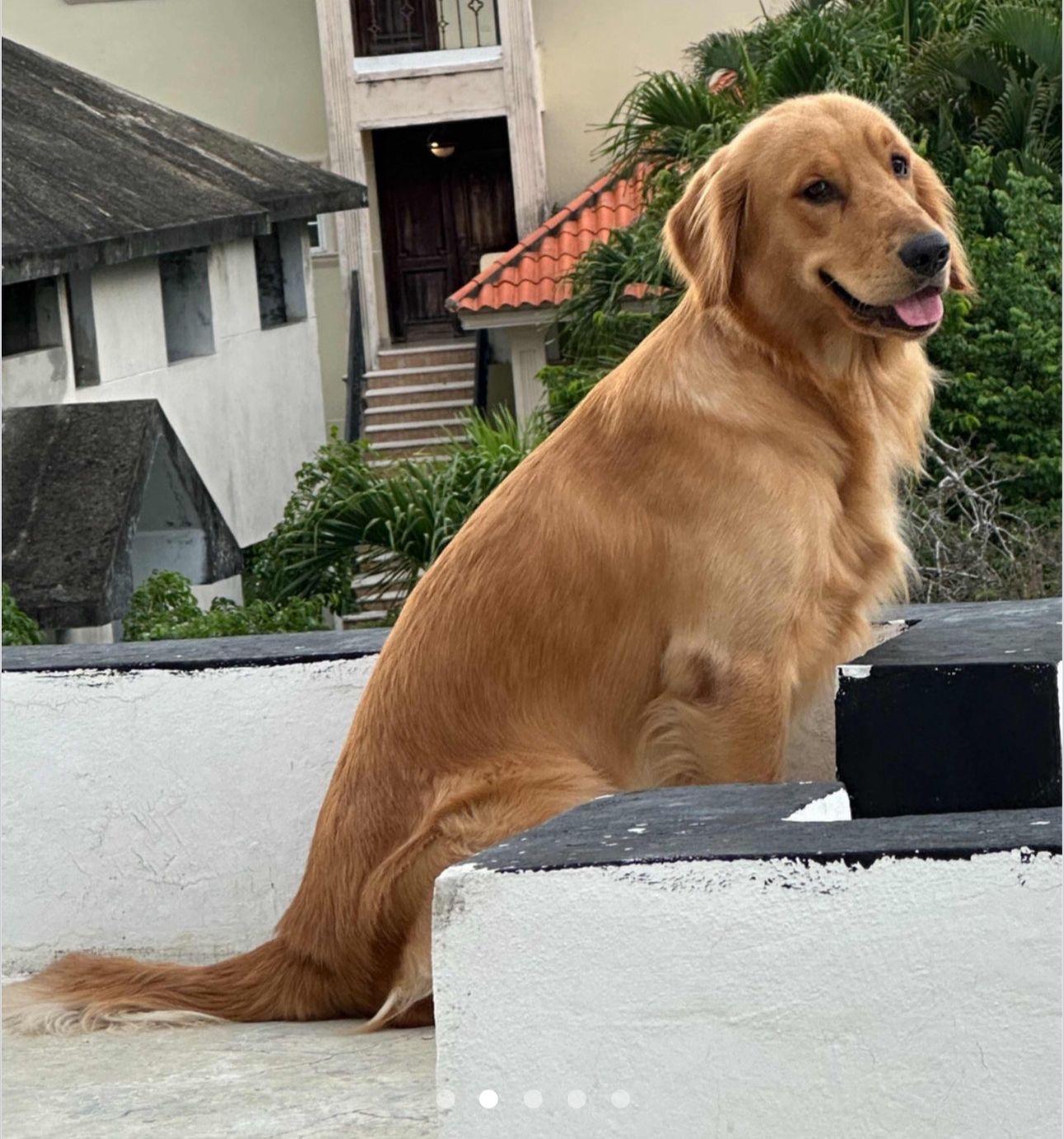 GOLDEN RETRIEVER CACHORRO  en Santo Domingo DN Foto 7255234-8.jpg