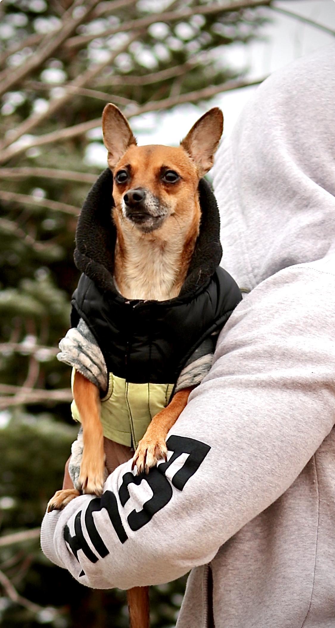 Fifi una adorable chihuahua cabeza de venado. Foto 7255654-3.jpg