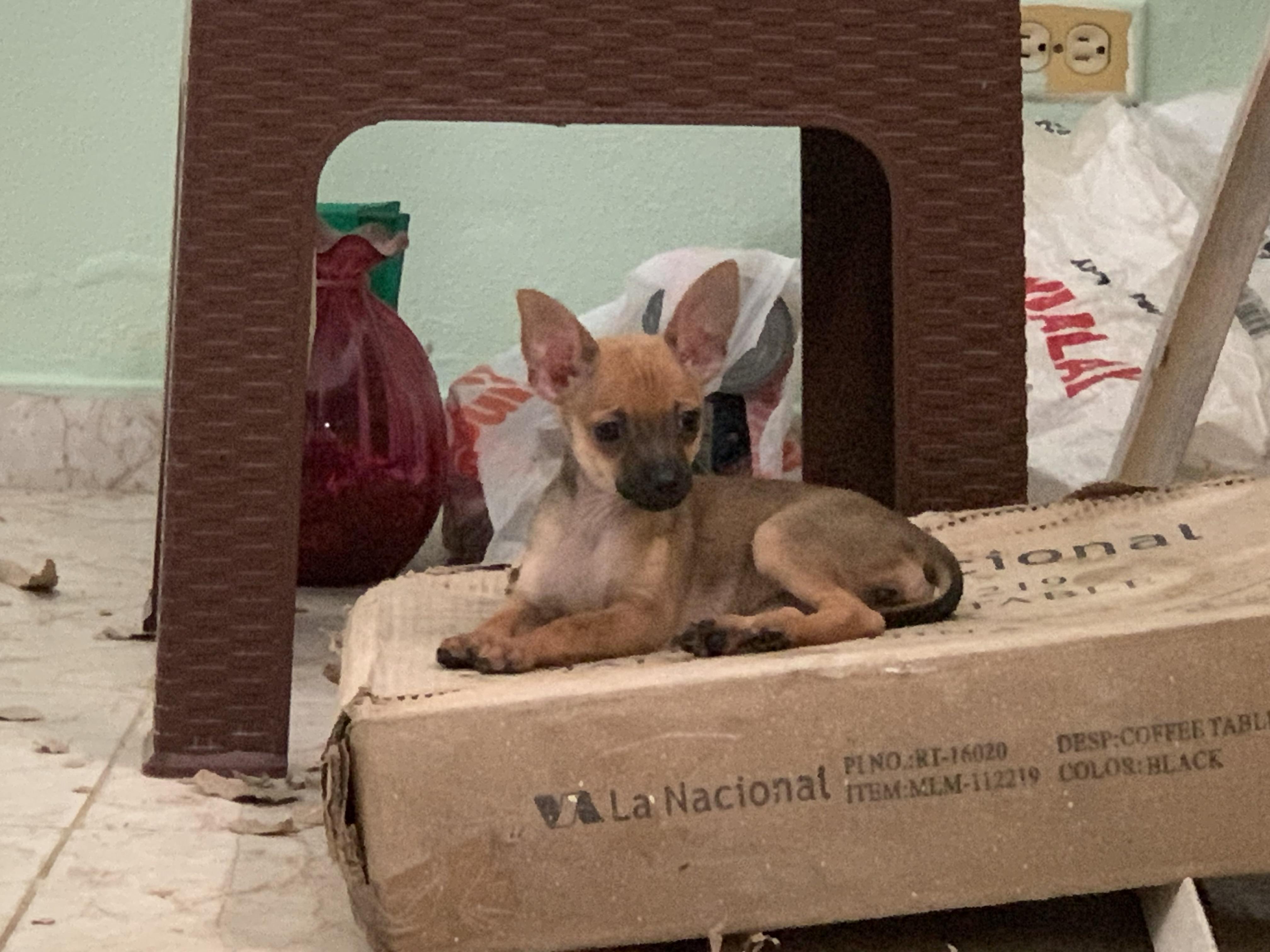 Fifi una adorable chihuahua cabeza de venado. Foto 7255654-4.jpg