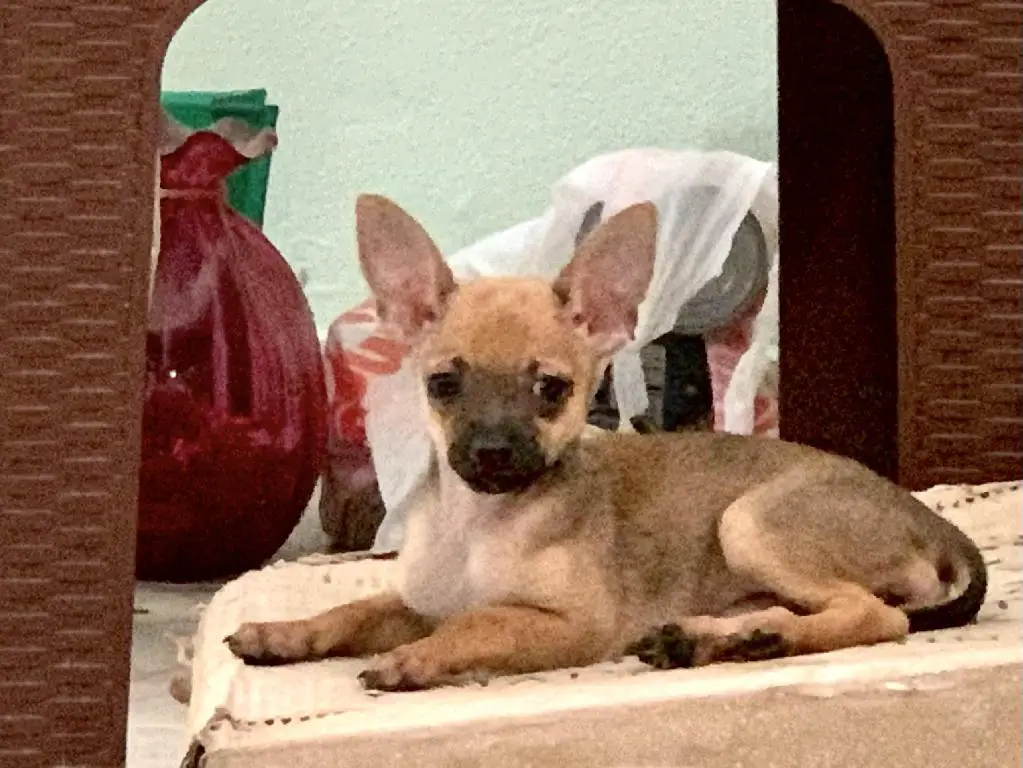 Fifi una adorable chihuahua cabeza de venado. Foto 7255654-5.jpg