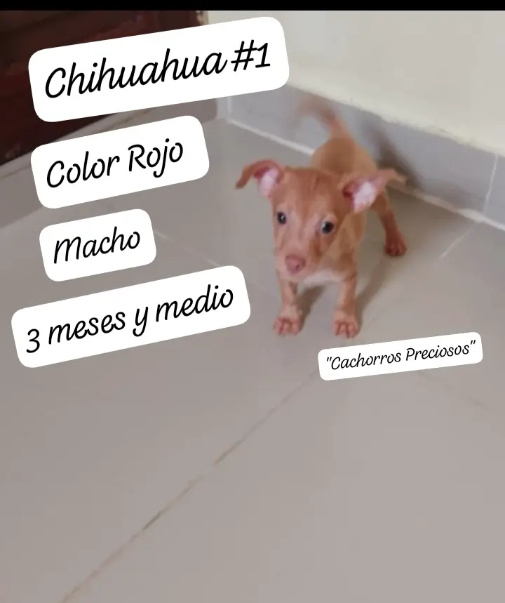 Chihuahua Mini/Toy Emamos 0 1 2 Foto 7255938-124206.jpg