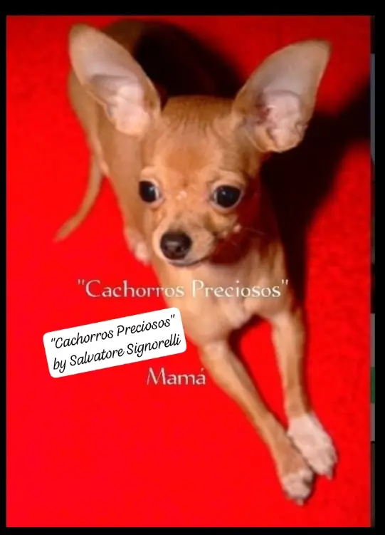 Chihuahua Mini/Toy Emamos 0 1 2 Foto 7255938-124207.jpg